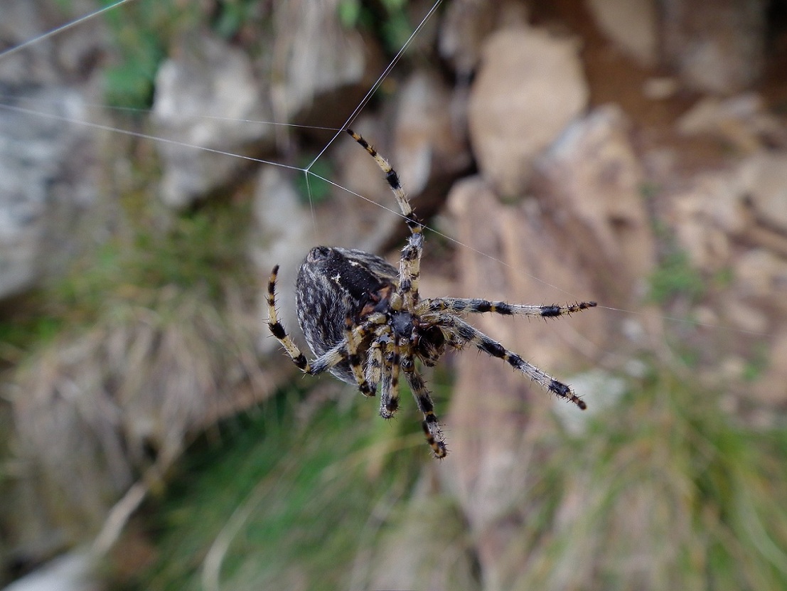 Araneus diadematus